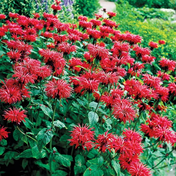 Direct Gardening Gardenview Scarlet Red Flowering Bee Balm Monarda Potted Perennial Starter Plant Grown in a 4 Inch Pot, 1 Per Offer