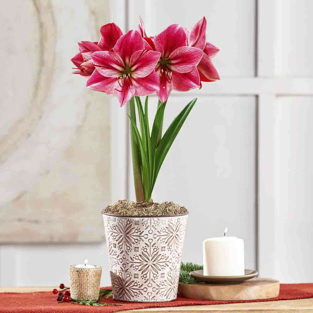 Direct Gardening - Gervase Pink Flowering Amaryllis Bulb Gift Kit - One Dormant Bulb Pre-planted in a Decorative Planter