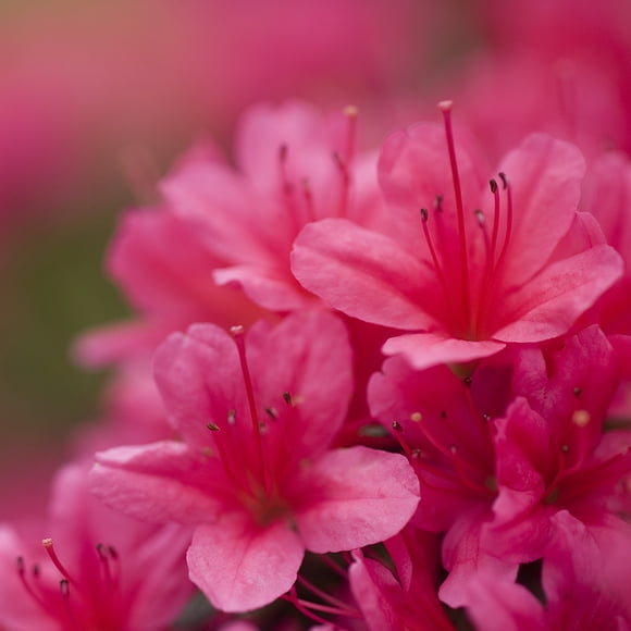Direct Gardening Girards Renee Michelle Evergreen Azalea 1 gallon pot
