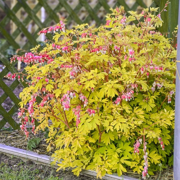 Direct Gardening Gold Heart Pink Flowering Bleeding Heart Dormant Bare Root Perennial Starter Plant
