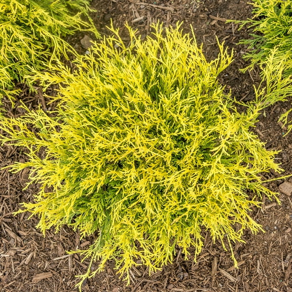 Direct Gardening Golden Mop Falsecypress Evergreen Potted Shrub