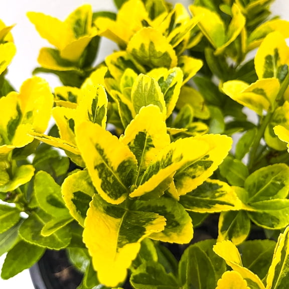 Direct Gardening Golden Variegated Euonymus Dormant Bare Root Broadleaf Evergreen Starter Shrub