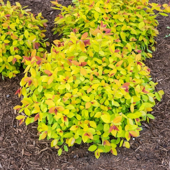 Direct Gardening Goldmound Spirea Dormant Bare Root Pink Flowering Starter Shrub