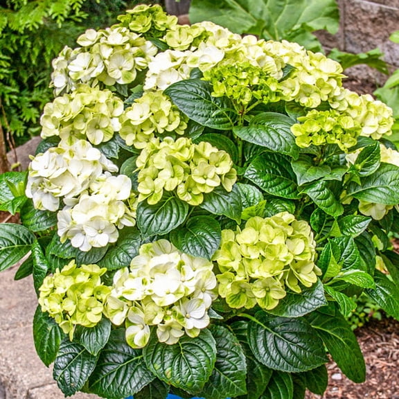 Direct Gardening Grin and Tonic Reblooming Hydrangea Dormant Bare Root Flowering Starter Shrubs 2 Pk