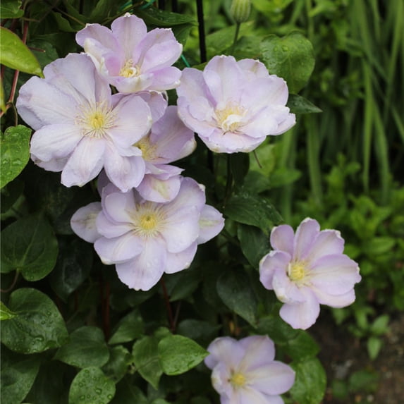 Direct Gardening Hakuba Clematis Vine Dormant Bare Root White Flowering Perennial Starter Plant