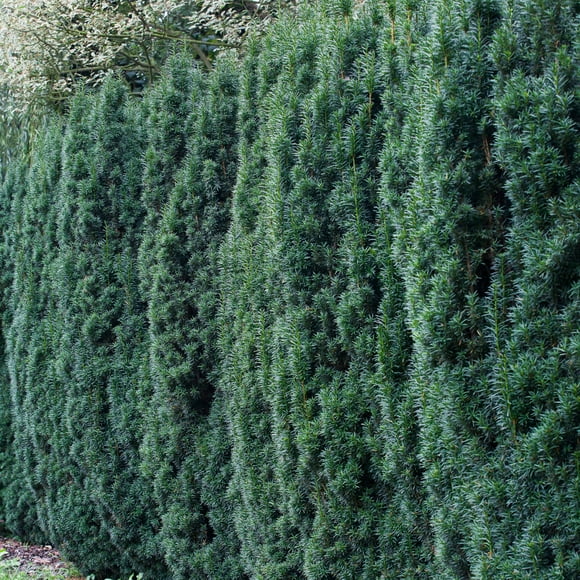 Direct Gardening Hicksii Upright Yew Evergreen Shrub Potted Plant