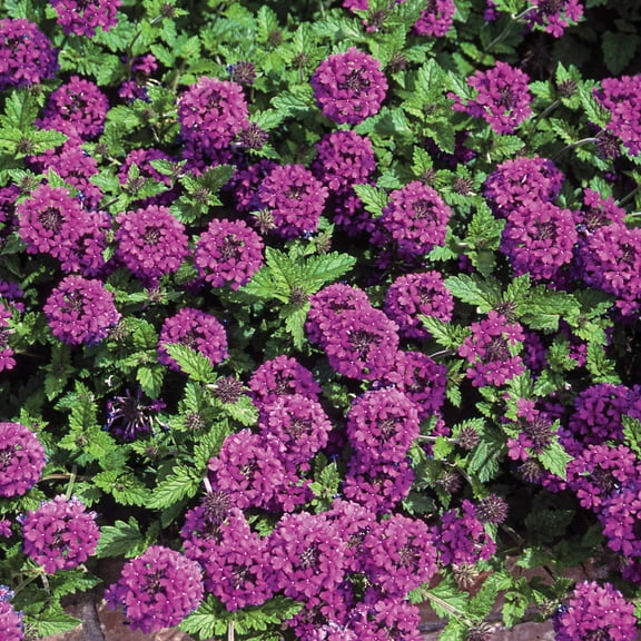 Direct Gardening Homestead Verbena Purple Flowering Perennial Starter Plant, 1 per offer