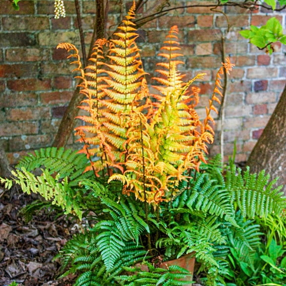 Direct Gardening Jurassic Gold Fern 1 Gallon Potted Shade Loving Perennial Plant