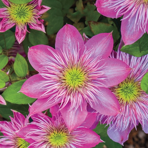 Direct Gardening Kaiser Clematis Vine Dormant Bare Root Pink Flowering Perennial Starter Plant
