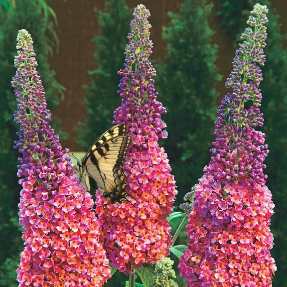 Direct Gardening Kaleidoscope Butterfly Bush Dormant Flowering Starter Shrub