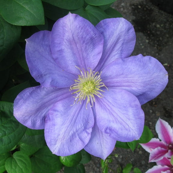 Direct Gardening Kasuagai Blue Flowering Clematis Vine Potted Perennial Starter Plant, One per Offer