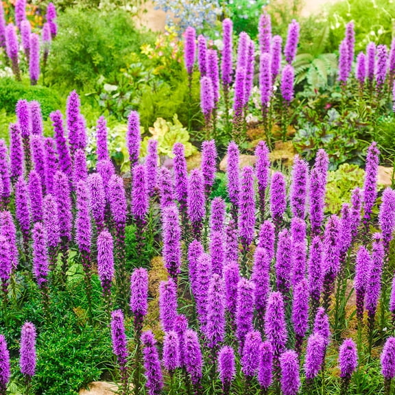 Direct Gardening Kobold Liatris Dormant Bare Root Purple Flowering Perennial Starter Plant, 1 Per Offer