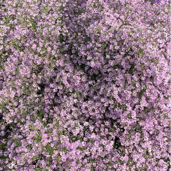 Direct Gardening Lavender-Pink American Aster Symphyotricum Potted Fall Flowering Starter Plant Grown in a 4 Inch Pot, 1 Per Offer