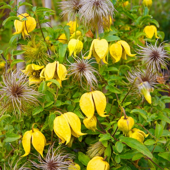 Direct Gardening Little Lemons Clematis Vine Collection Dormant Bare Root Yellow Flowering Perennial Starter Plants 2 Pk