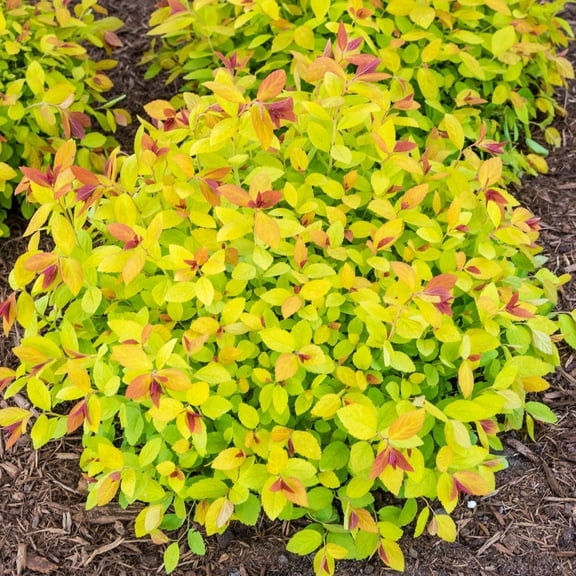 Direct Gardening Magic Carpet Spirea Flowering Shrub Potted Plant