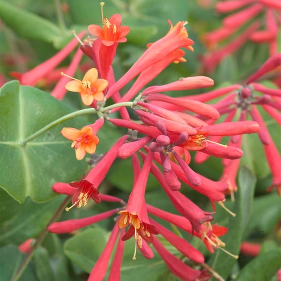 Direct Gardening Major Wheeler Honeysuckle Vine Dormant Bare Root Red Flowering Starter Shrub