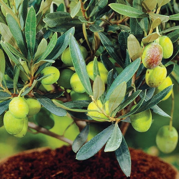 Direct Gardening Manzillo Olive Tree Potted Tropical Starter Plant, One per offer