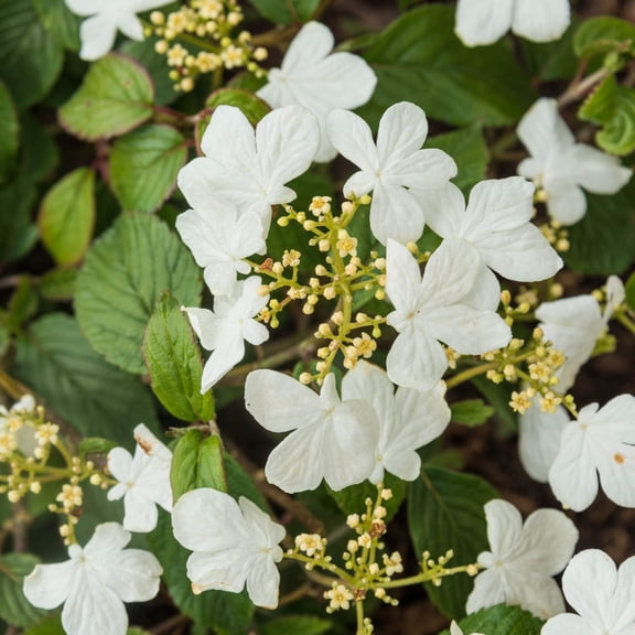 Direct Gardening Maries Doubfile Viburnum Dormant Bare Root White Flowering Starter Shrub