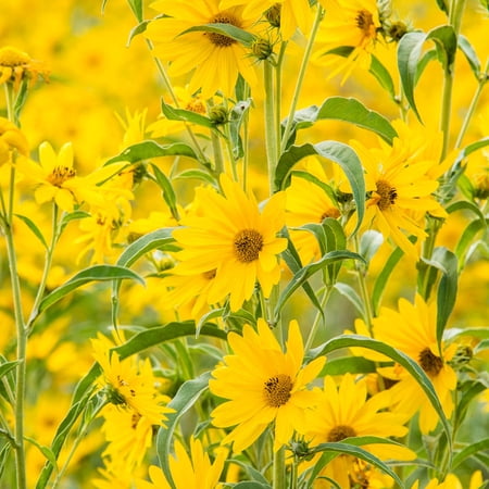 Direct Gardening Maximillian Sunflower Helianthus Potted Yellow Flowering Perennial Starter Plant