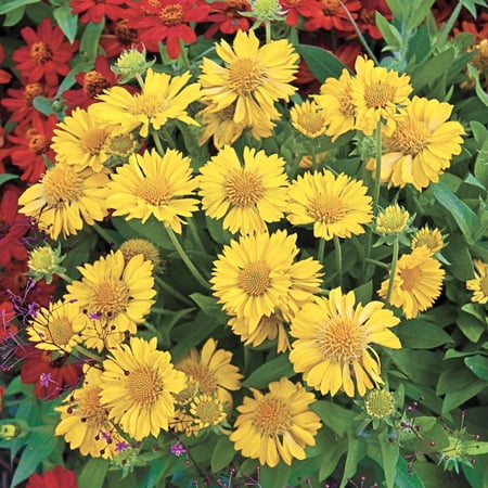 Direct Gardening Mesa Yellow Flowering Blanket Flower Gaillardia Dormant Bare Root Perennial Starter Plant