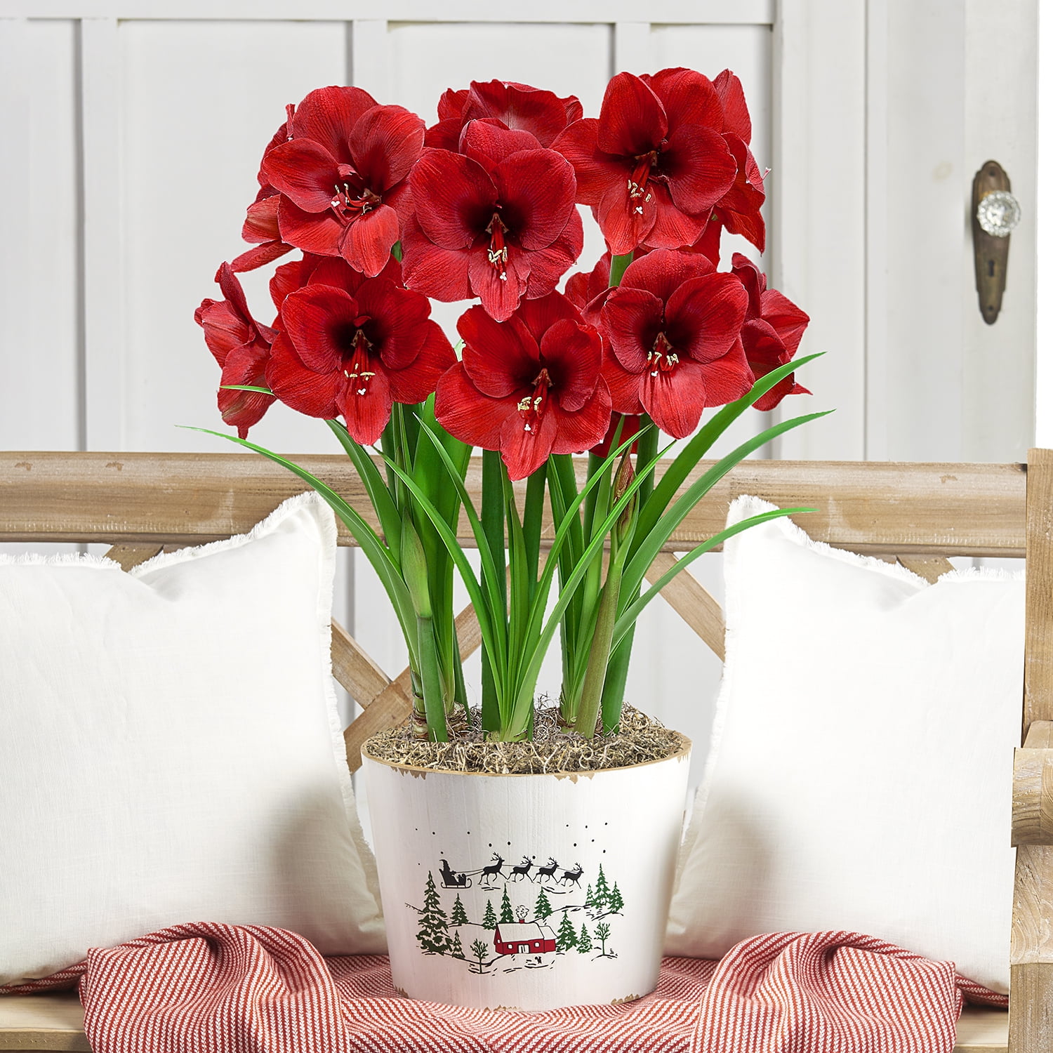 Direct Gardening - Miracle Red Flowering Amaryllis 3 Bulb Gift Kit - Three Dormant Bulbs Pre-planted in a Wooden Decorative Planter