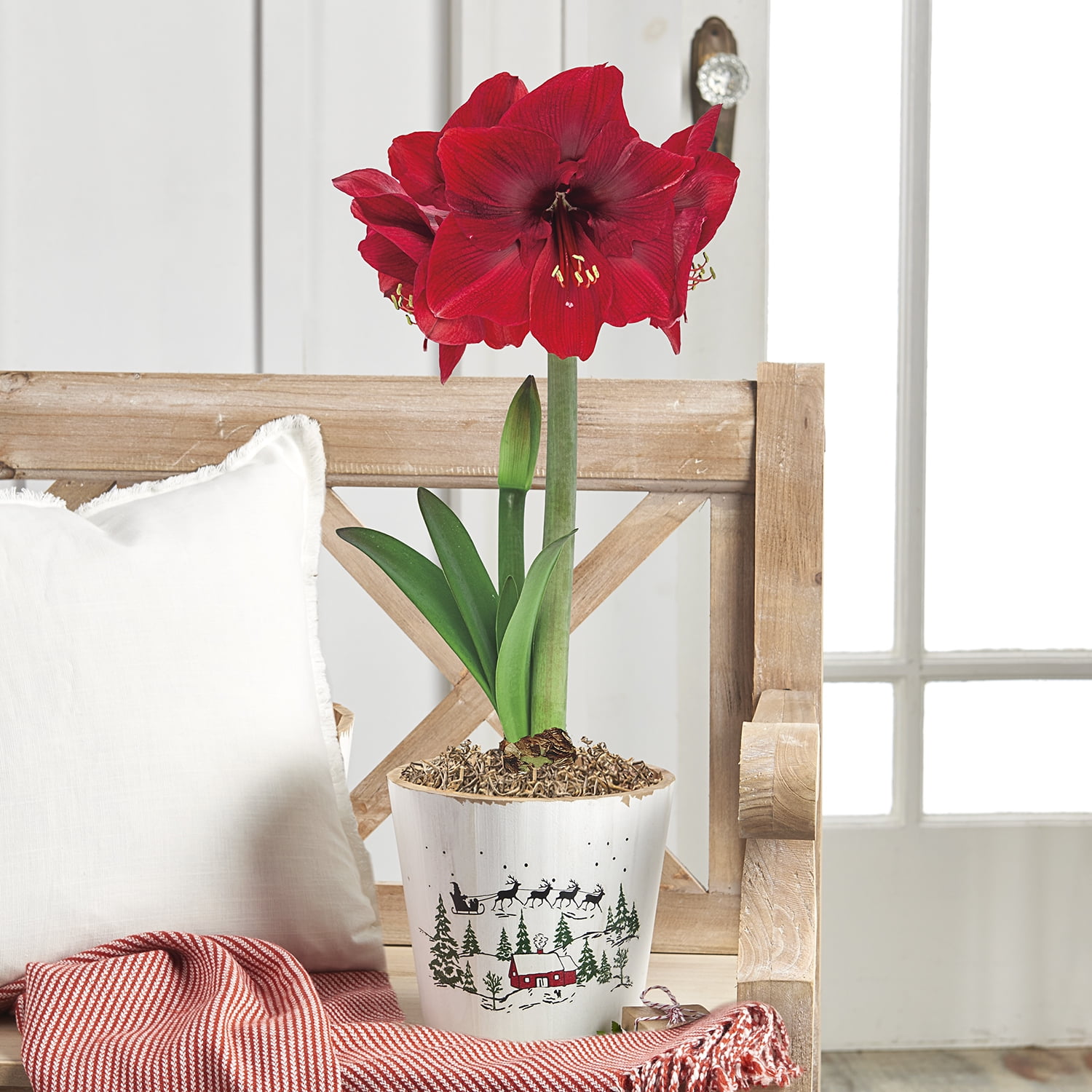 Direct Gardening - Miracle Red Flowering Amaryllis Bulb Gift Kit - One Dormant Bulb Pre-planted in a Wooden Decorative Planter