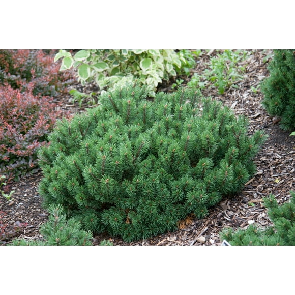 Direct Gardening Mugo Pine Evergreen Shrub Potted Plant