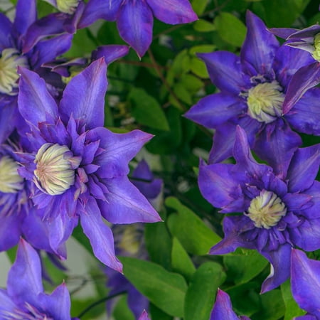 Direct Gardening Multi Blue Clematis Vine Potted Perennial Starter Plant, One per offer
