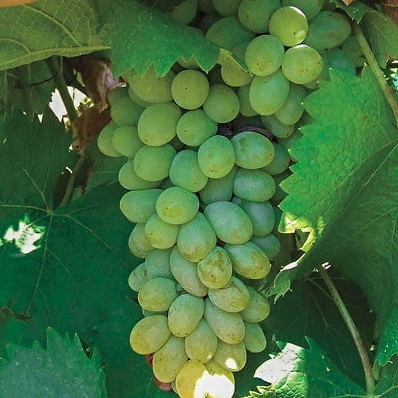 Direct Gardening Neptune White Seedless Grape Vine Potted Fruiting Grown in a 3 Gal Pot, 1 Per Offer