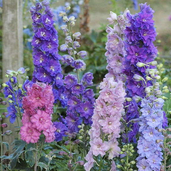 Direct Gardening New Millenium Mini Stars Delphinium Mixture Dormant Bare Root Multi-color Flowering Perennial Starter Plant