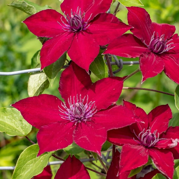 Direct Gardening Nubia Red Flowering Clematis Vine Potted Perennial Starter Plant, One per Offer
