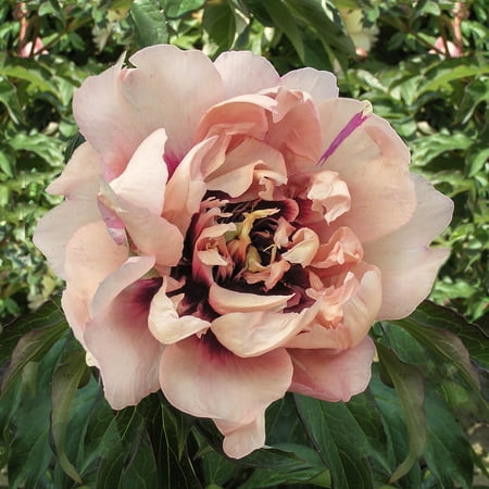 Direct Gardening Oochigeas Itoh Peony 1 Gallon Potted Flowering Perennial Plant