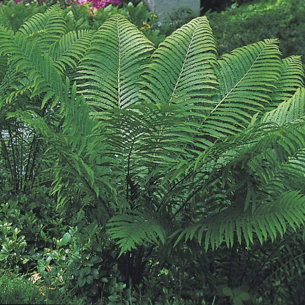 Direct Gardening Ostrich Fern 1 Gallon Potted Shade Loving Perennial ...