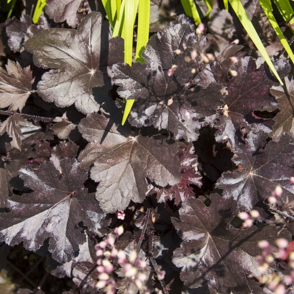 Direct Gardening Palace Purple Coral Bell Shade Perennial Starter Plant, 1 per offer