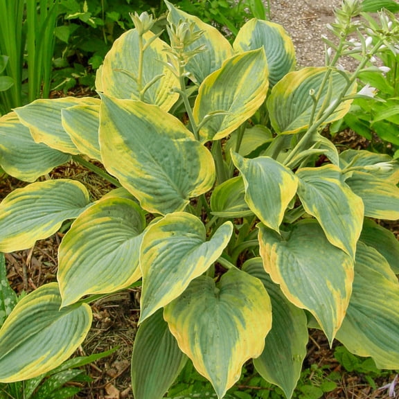 Direct Gardening Paradigm Hosta 3 Gallon Potted Shade Perennial Plant