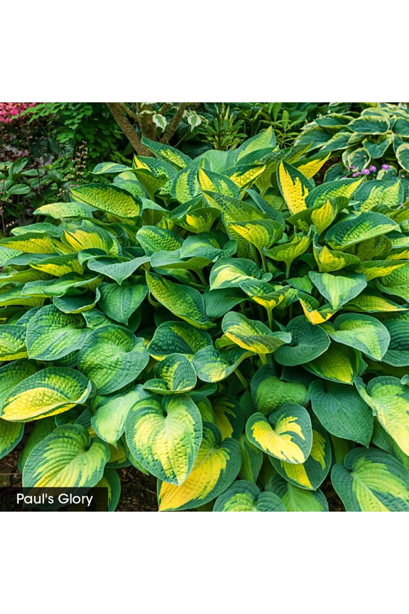 Paul's Glory Hosta Kit Dormant Bare Root Shade Loving Perennial Starter Plants 3 Pk