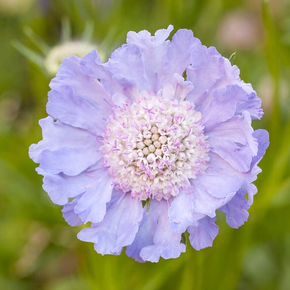 Direct Gardening Perfecta Blue Pincushion 1 Gallon Potted Flowering Perennial Plant