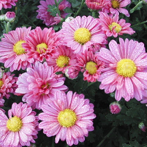 Direct Gardening Pink Daisy Mammonth Mum Dormant Bare Root Perennial Starter Plant