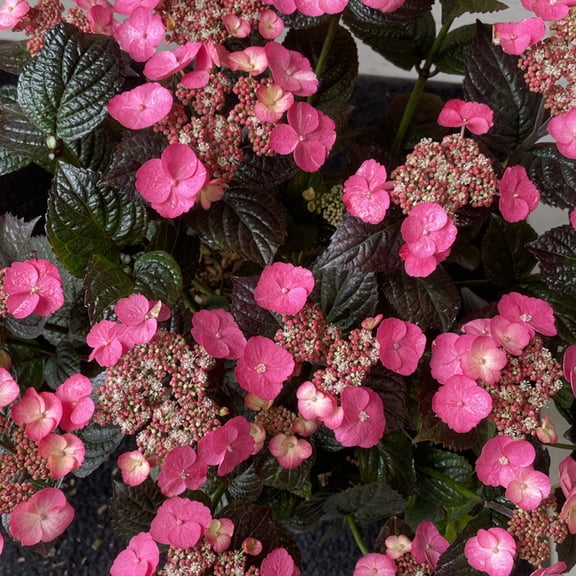 Direct Gardening Pink Dynamo Hydrangea Dormant Bare Root Flowering Starter Shrub