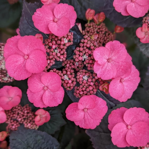Direct Gardening Pink Dynamo Hydrangea Shrub Potted Starter Plant, One per Offer