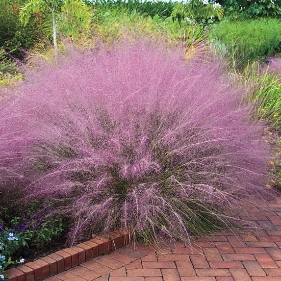 Direct Gardening Pink Muhly Ornamental Grass Muhlenbergia Potted Perennial Plant Grown in a 1 Gal Pot, 1 Per Offer