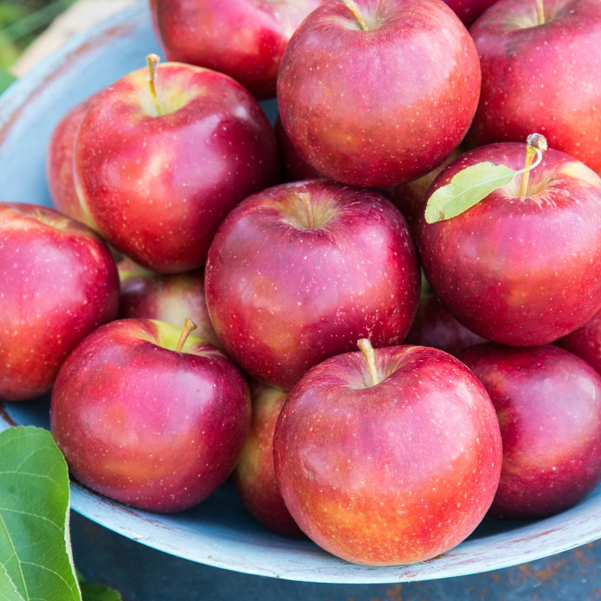 Pixie Fruit