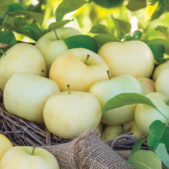 Direct Gardening Pristine Reachables Apple Dormant Bare Root Fruit Bearing Starter Tree