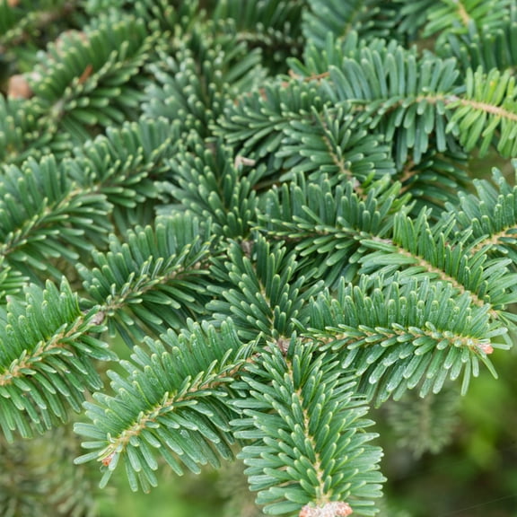 Direct Gardening Pumila Norway Dwarf Spruce Bush Potted Evergreen Shrub Grown in a 3 Gal Pot, 1 Per Offer