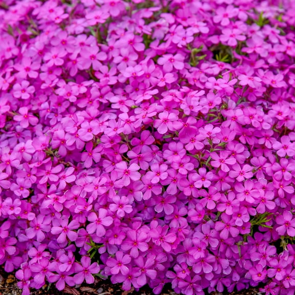 Direct Gardening Purple Beauty Creeping Phlox Dormant Bare Root Flowering Groundcover Perennial Starter Plant