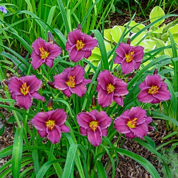 Direct Gardening Purple De Oro Stella Daylily Dormant Bare Root Purple Flowering Starter Plant