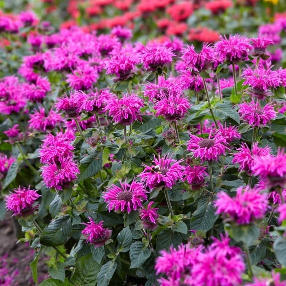 Direct Gardening Purple Flowering Bee Balm Monarda Potted Perennial Starter Plant Grown in a 4 Inch Pot, 1 Per Offer
