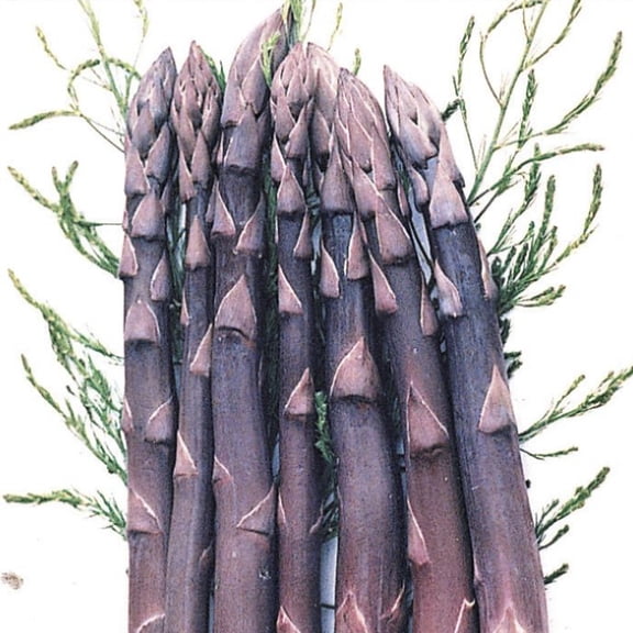 Direct Gardening Purple Passion Asparagus Potted Vegetable Plant
