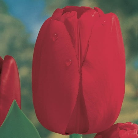 Direct Gardening Red Impression Darwin Hybrid Tulip Dormant Spring Flowering Bulbs (15-Pack)