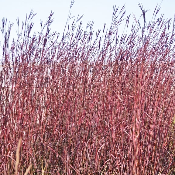 Direct Gardening Red October Big Bluestem Ornamental Grass Dormant Bare Root Perennial Starter Plant